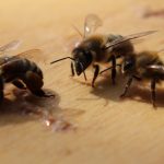 Včely s peľom, 12.8.2018