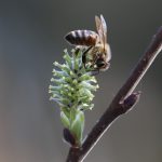 Včely v marci, apríli 2019