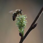Včela medonosná na vŕbe