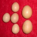 Prvé vajcia 2012