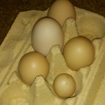 Extrémne veľkosti vajec
