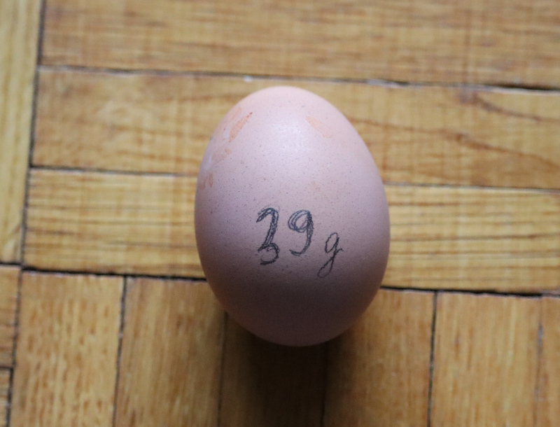 Prvé vajíčko - Nosnica Tetra SL