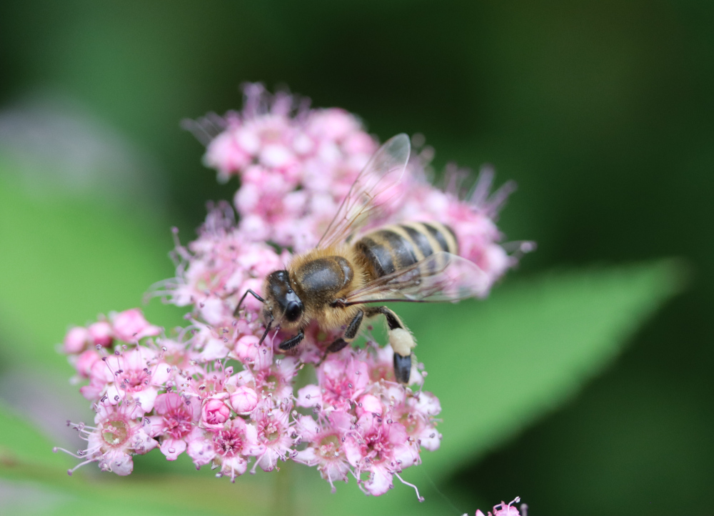 Včela medonosná, tavoľník japonský