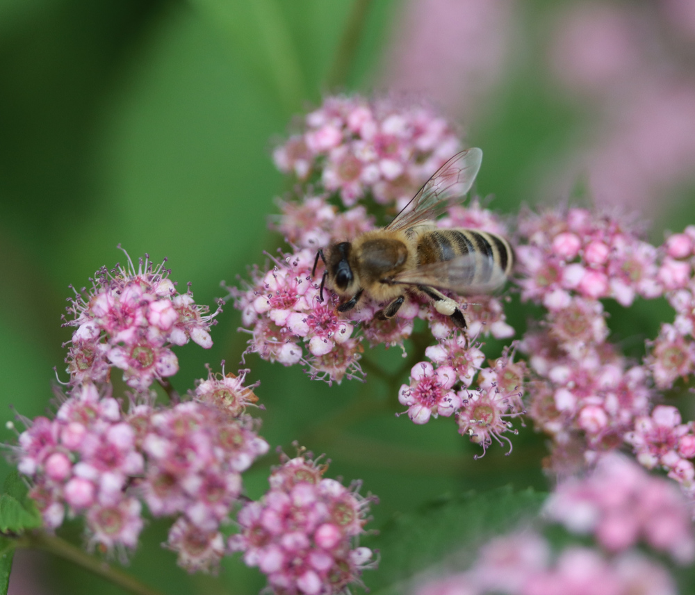 Včela medonosná, tavoľník japonský